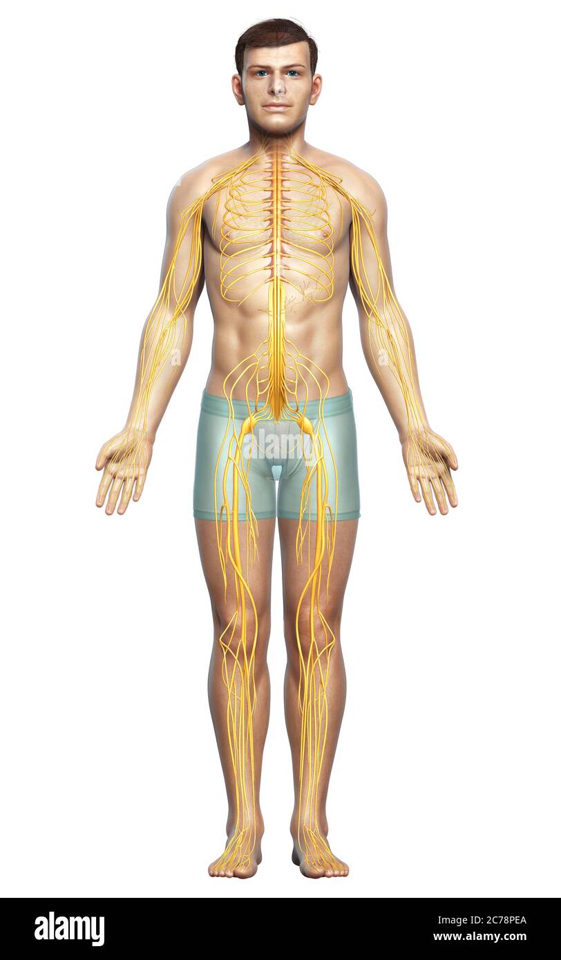 3d-Darstellung medizinisch akkurate Darstellung eines männlichen Nervensystems Stockfoto