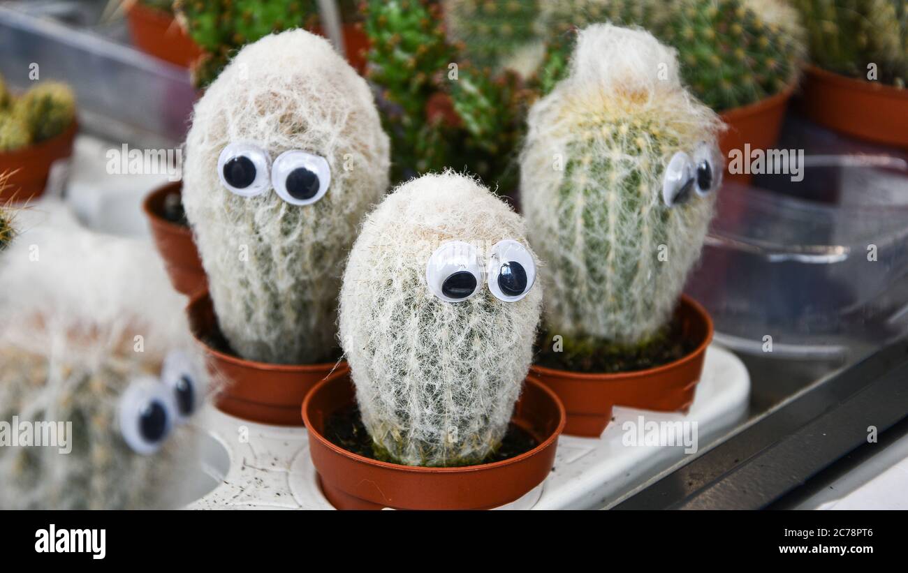 Knstliche Augen auf Barrel Cactus. Kaktus mit Augen Stockfotografie - Alamy