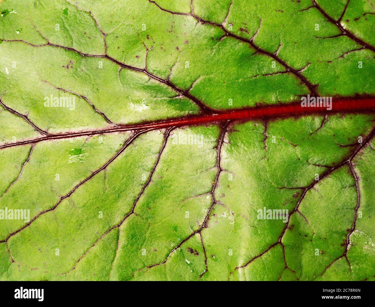 Nahaufnahme eines Boltardy Bete root Blattes Stockfoto
