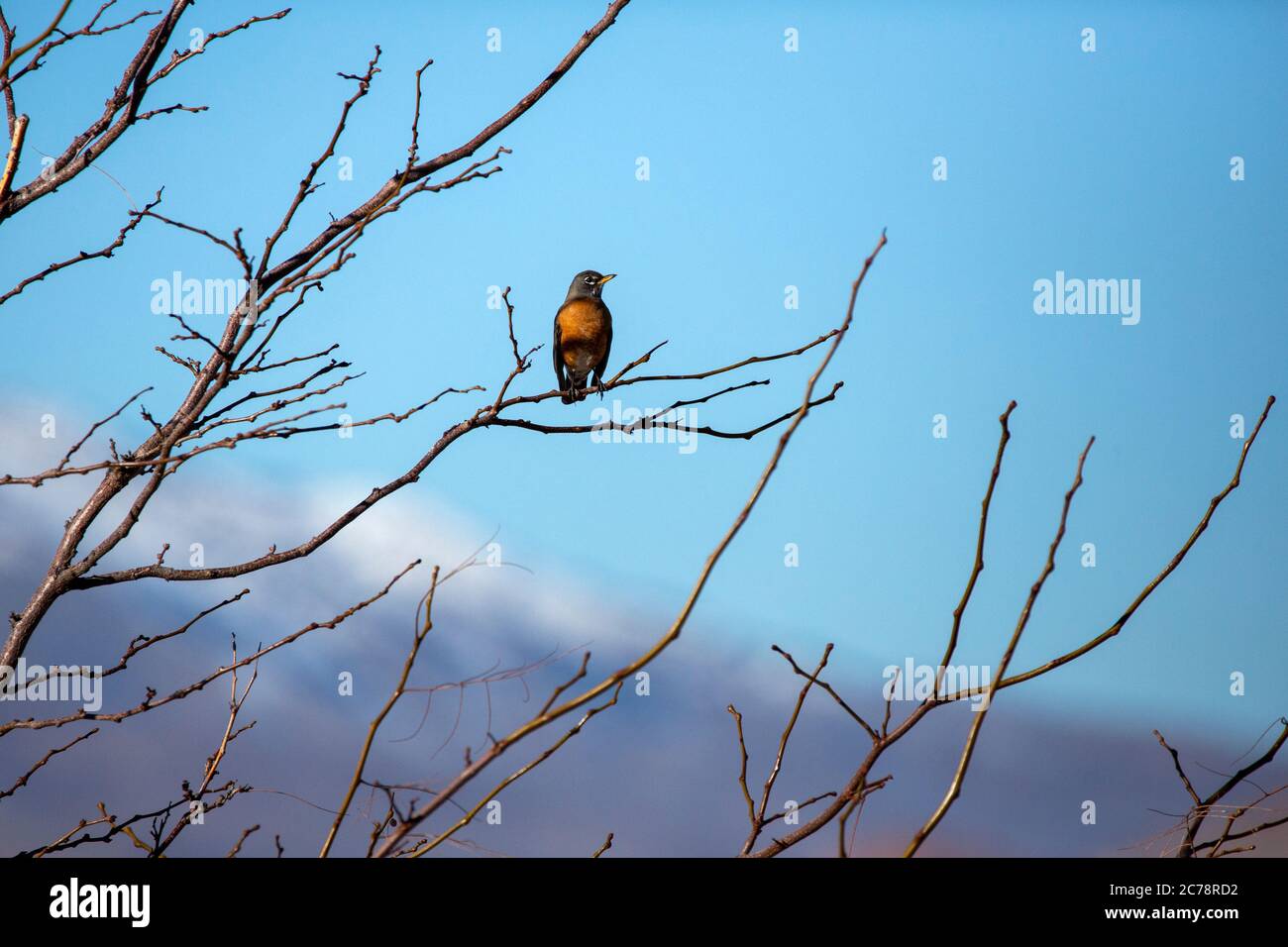 Single American Robin auf einem Baum Zweig gegen einen blauen Himmel und schneebedeckten Berg Stockfoto