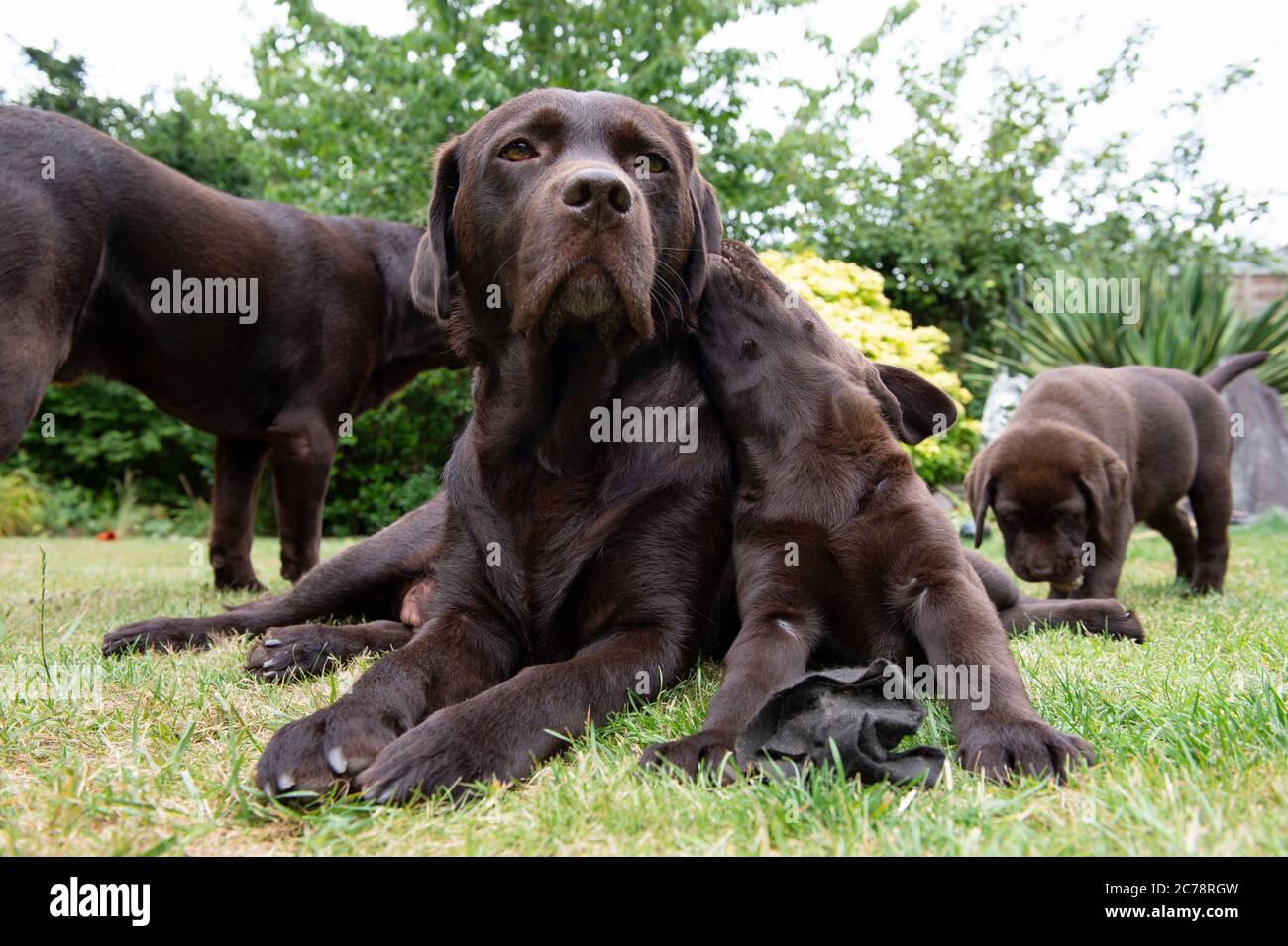 Chocolate Labrador Retriever Welpen Stockfoto