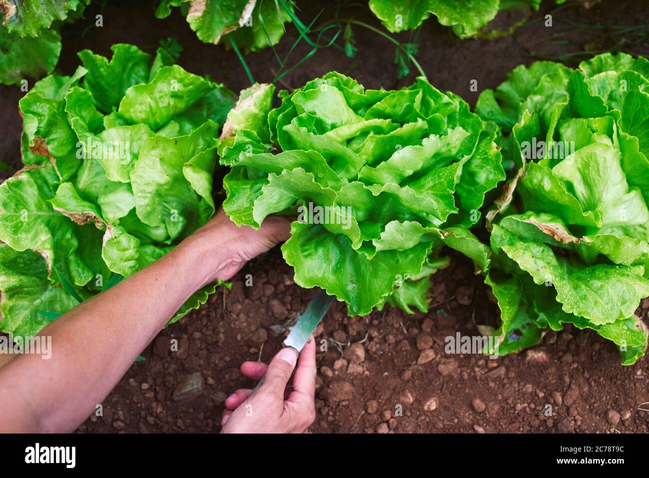 Nahaufnahme eines jungen Kaukasierers, der in einem Bio-Obstgarten einen Butterkopfsalat sammelt Stockfoto