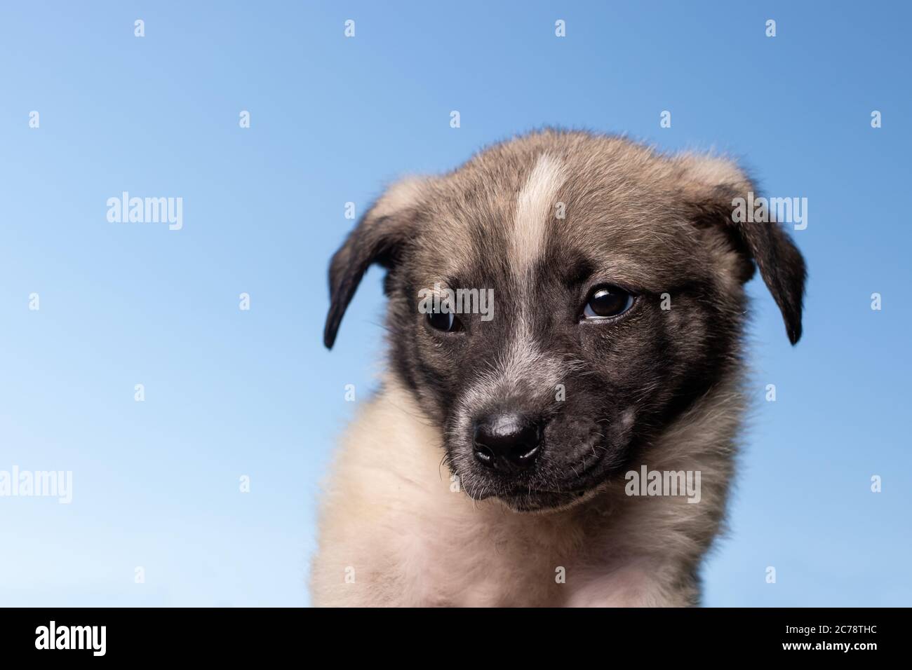 Kleiner sehr schöner und niedlicher Hund auf blauem Hintergrund gegen den Himmel. Der Putsch ist ein Haustier, Tapete und Hintergründe. Stockfoto