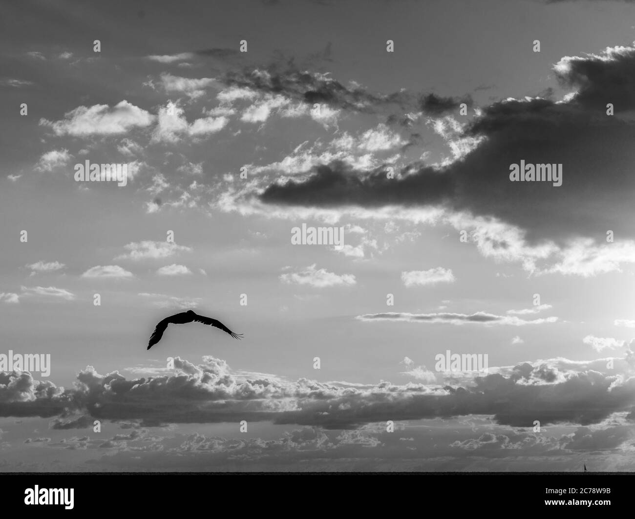 Vogelflug, Placencia Peninsula, Belize Stockfoto
