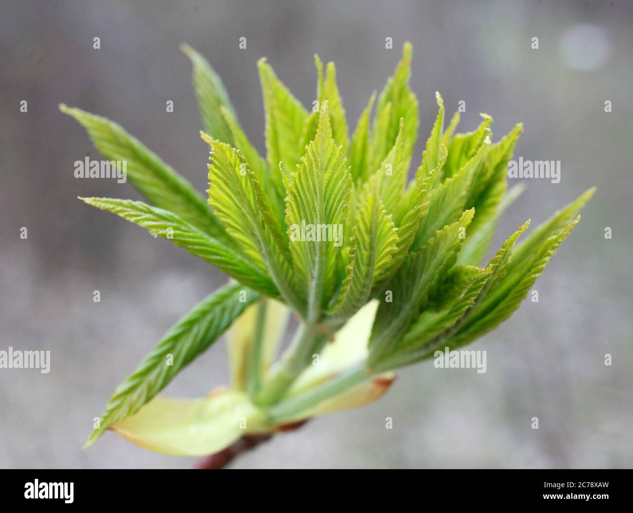 Frühling, Pflanzen, schießen, Blätter, Stockfoto