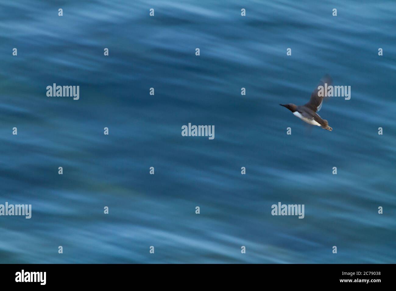 Common Murre oder gemeinsame Guillemot (Uria Aalge) Stockfoto