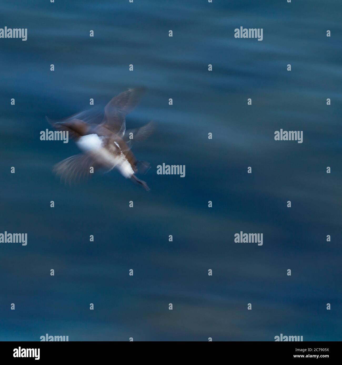 Common Murre oder gemeinsame Guillemot (Uria Aalge) Stockfoto