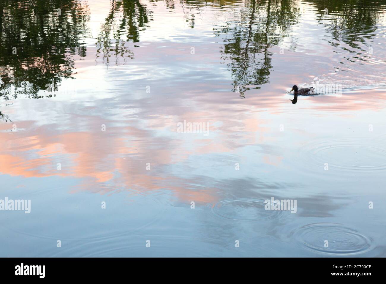 Abstraktes buntes Bild von Reflexionen von Wolken und Bäumen im Wasser mit einer Ente schwimmen über; Großbritannien; Konzept des Friedens, Ruhe, Ruhe Stockfoto