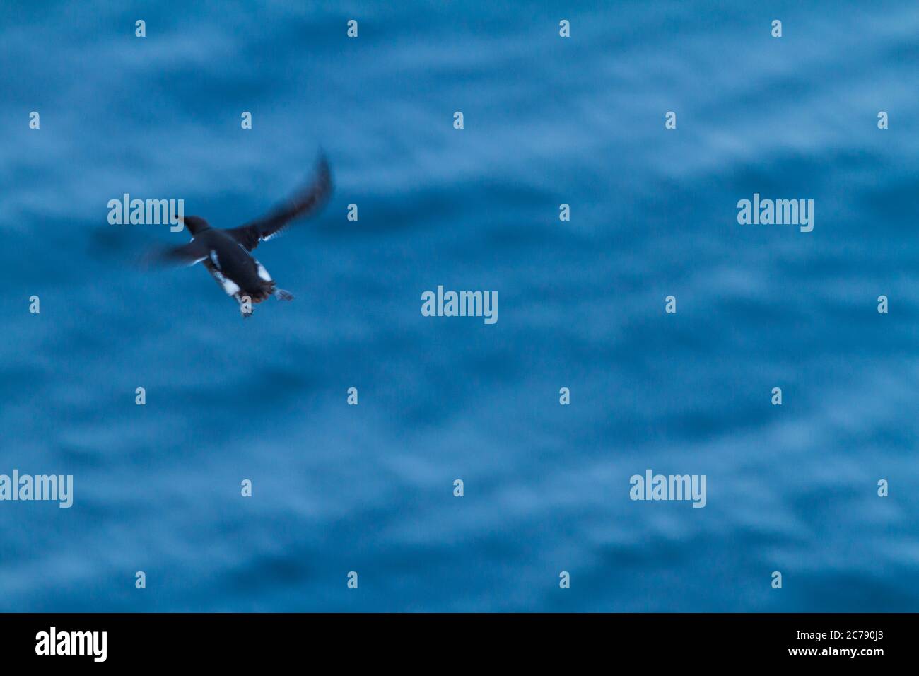 Common Murre oder gemeinsame Guillemot (Uria Aalge) Stockfoto