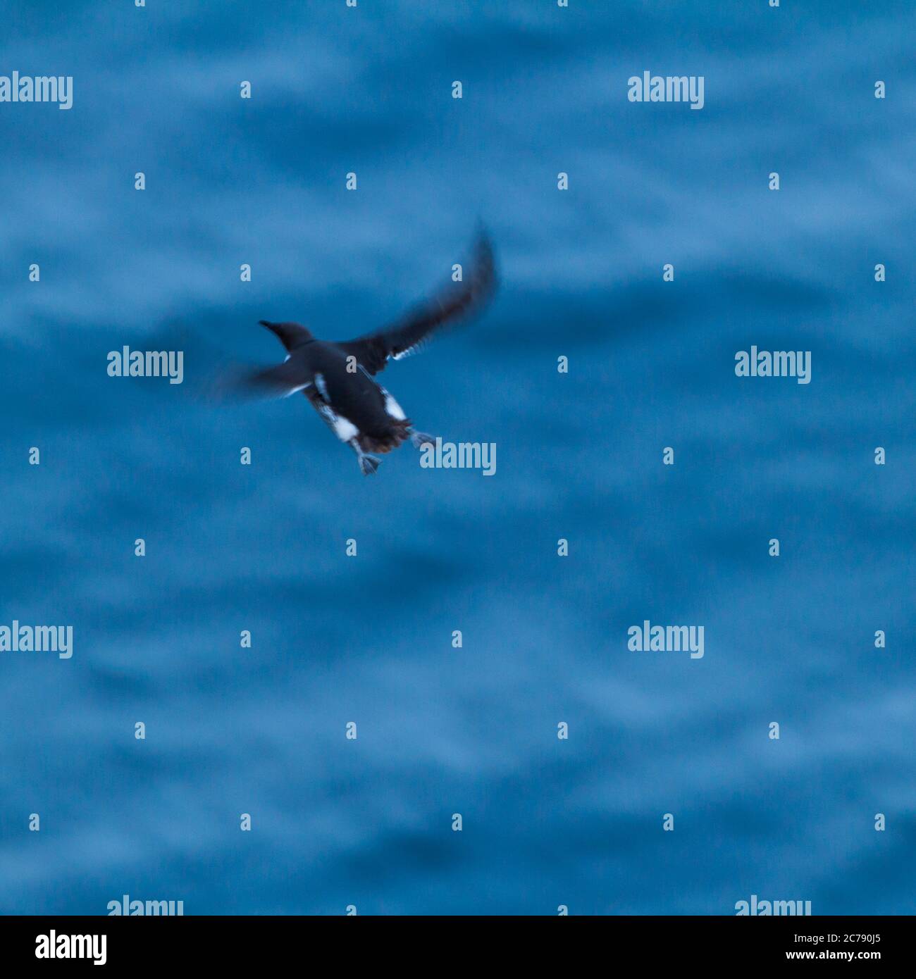 Common Murre oder gemeinsame Guillemot (Uria Aalge) Stockfoto