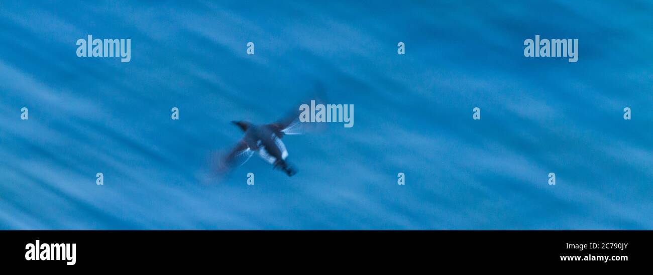 Common Murre oder gemeinsame Guillemot (Uria Aalge) Stockfoto