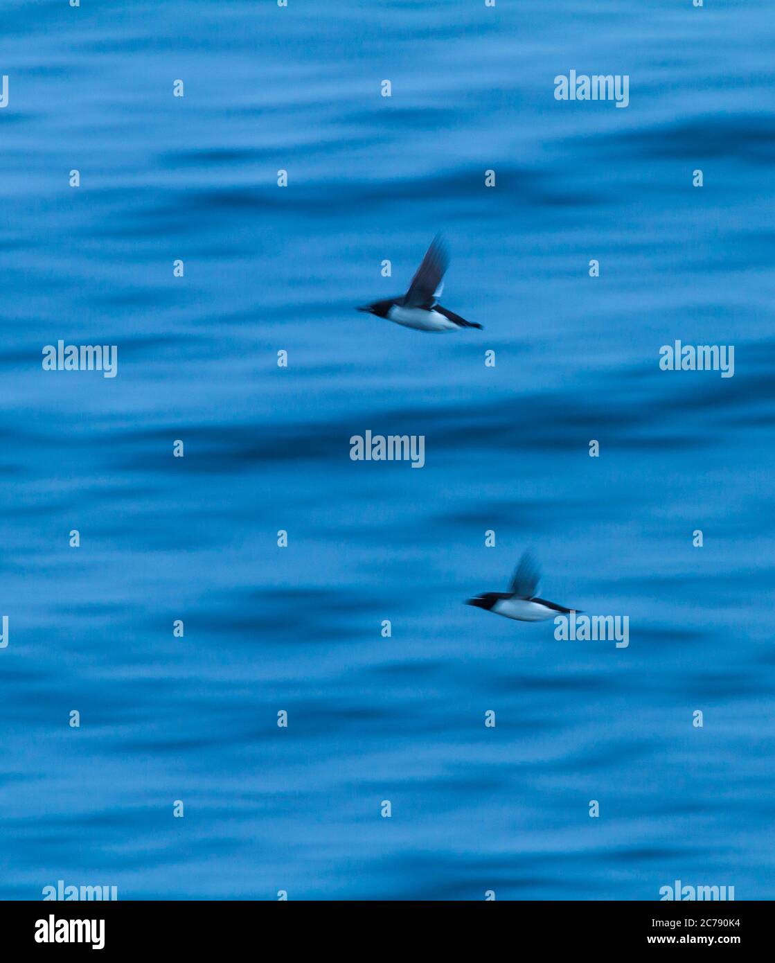 Common Murre oder gemeinsame Guillemot (Uria Aalge) Stockfoto