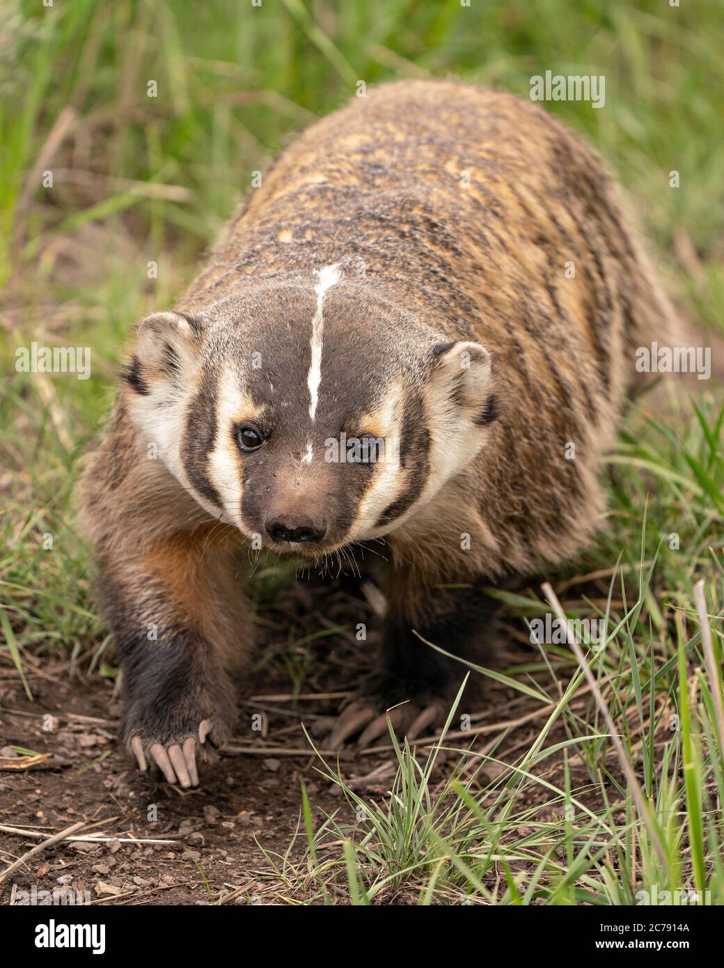 Dachs geht Stockfoto
