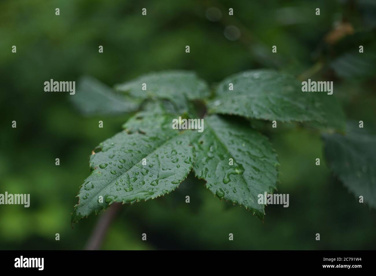 Regen fällt auf Rosenblätter in einem Sommergarten Stockfoto