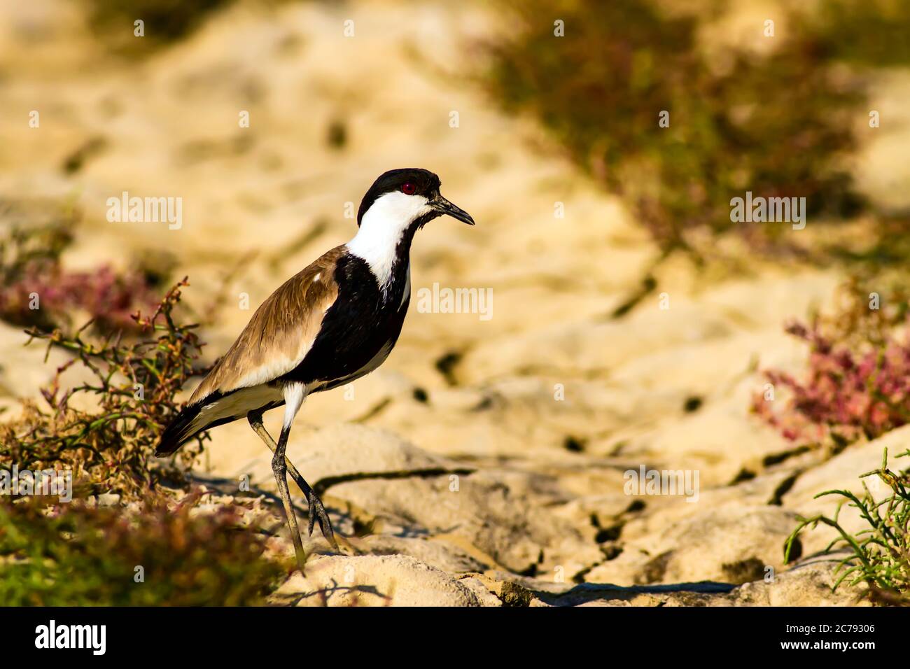 Natur und Vogel. Sporngeflügelte Kiebitz. Vanellus spinosus. Dürre Natur Hintergrund. Stockfoto