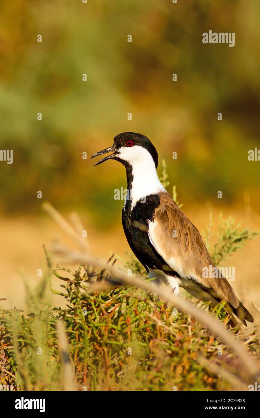 Natur und Vogel. Sporngeflügelte Kiebitz. Vanellus spinosus. Dürre Natur Hintergrund. Stockfoto