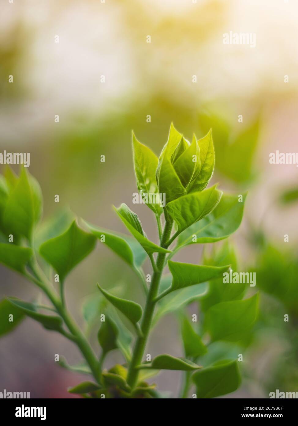 Schöne grüne Blätter. Abstrakte Natur und weichen Ton Farbstil. Stockfoto