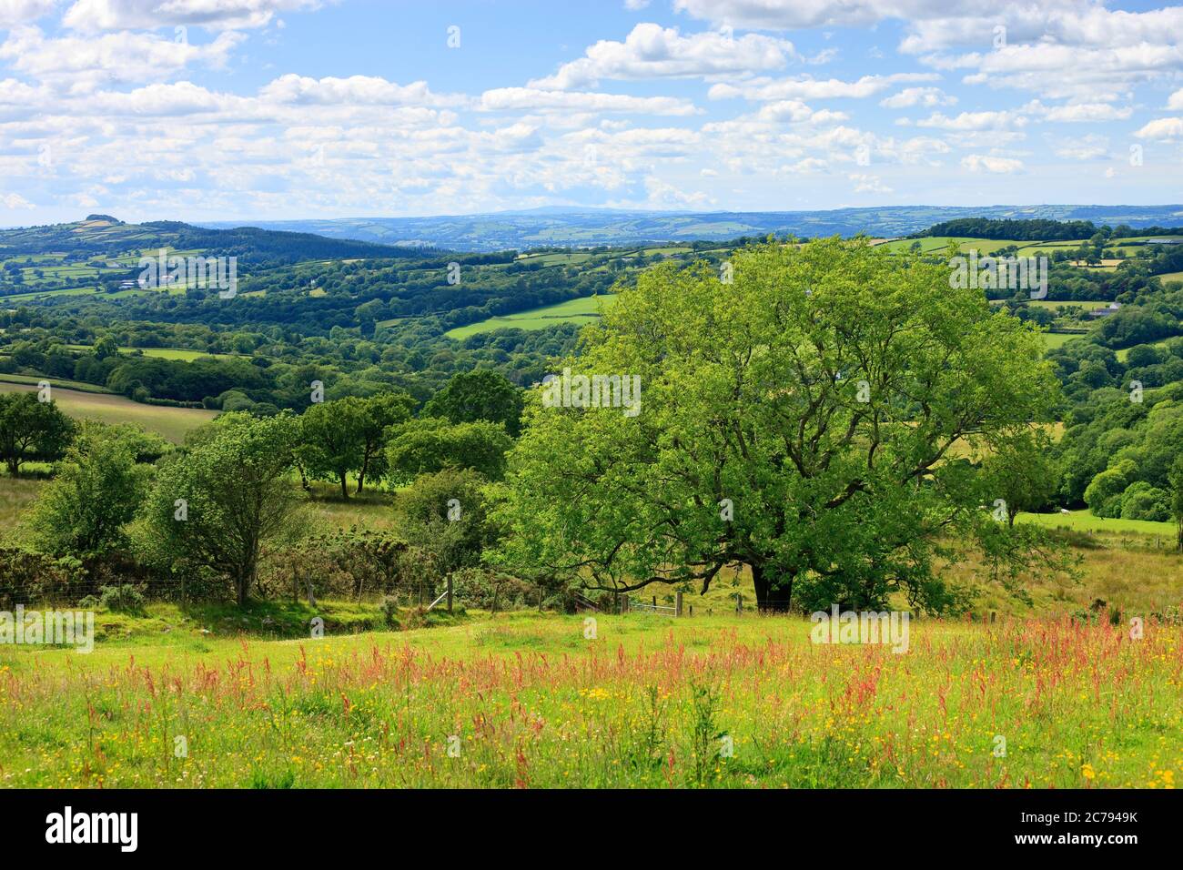 Landschaft in Towy Tal Llandeilo Carmarthenshire Wales Stockfoto