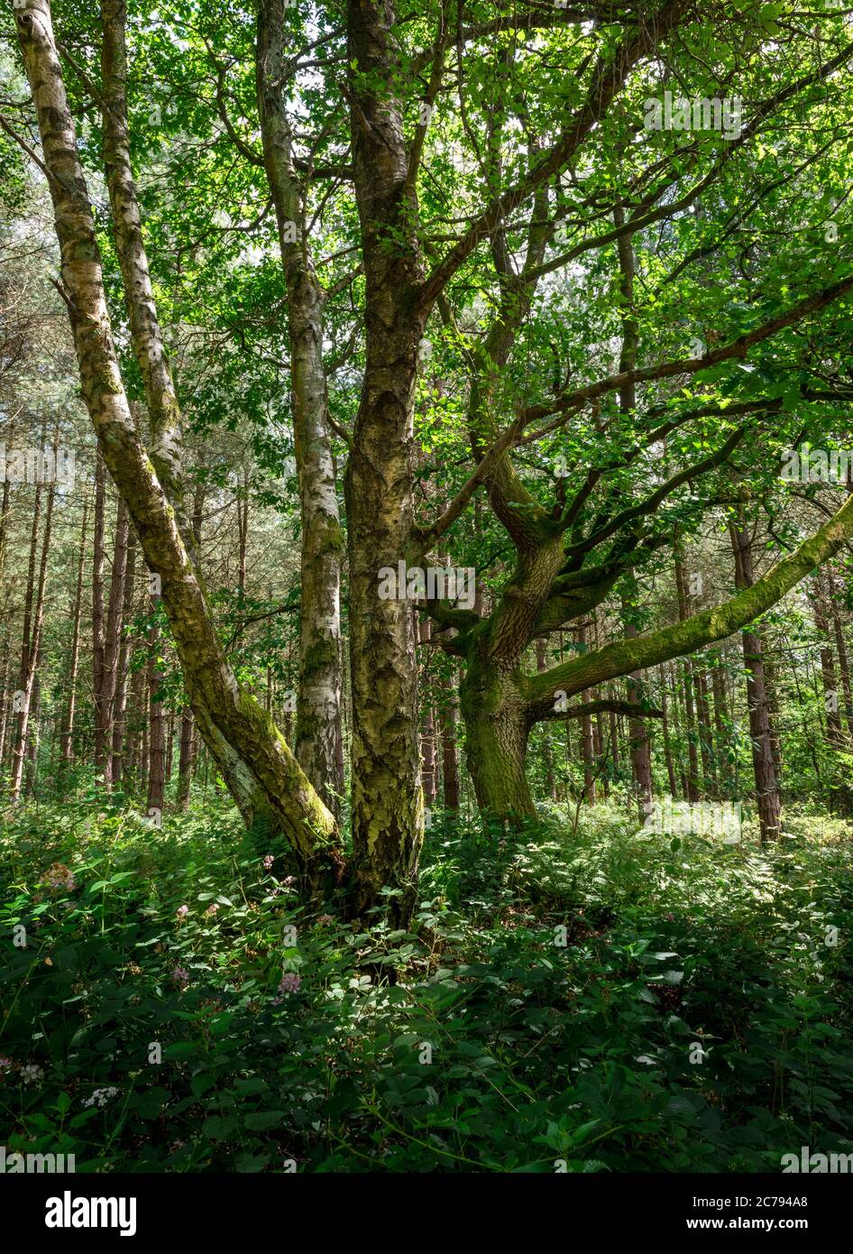 Alter Wald, Blidworth Wälder, Nottinghamshire, England, Großbritannien Stockfoto