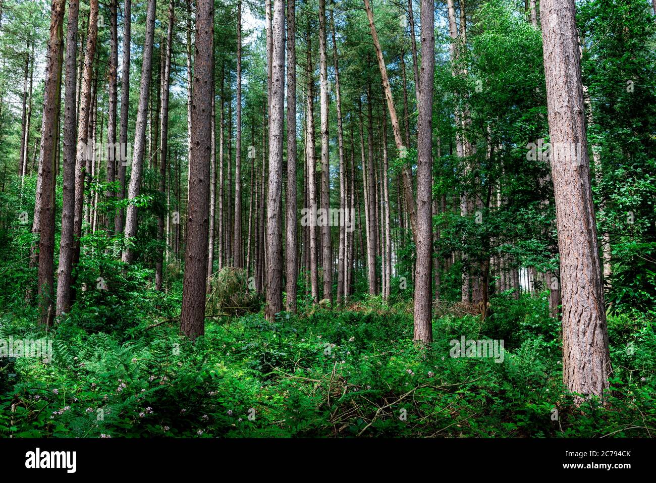 Schotten Pinien (Pinus sylvestris) in einem Waldgebiet, Blidworth Wälder, Nottinghamshire, England, Großbritannien Stockfoto