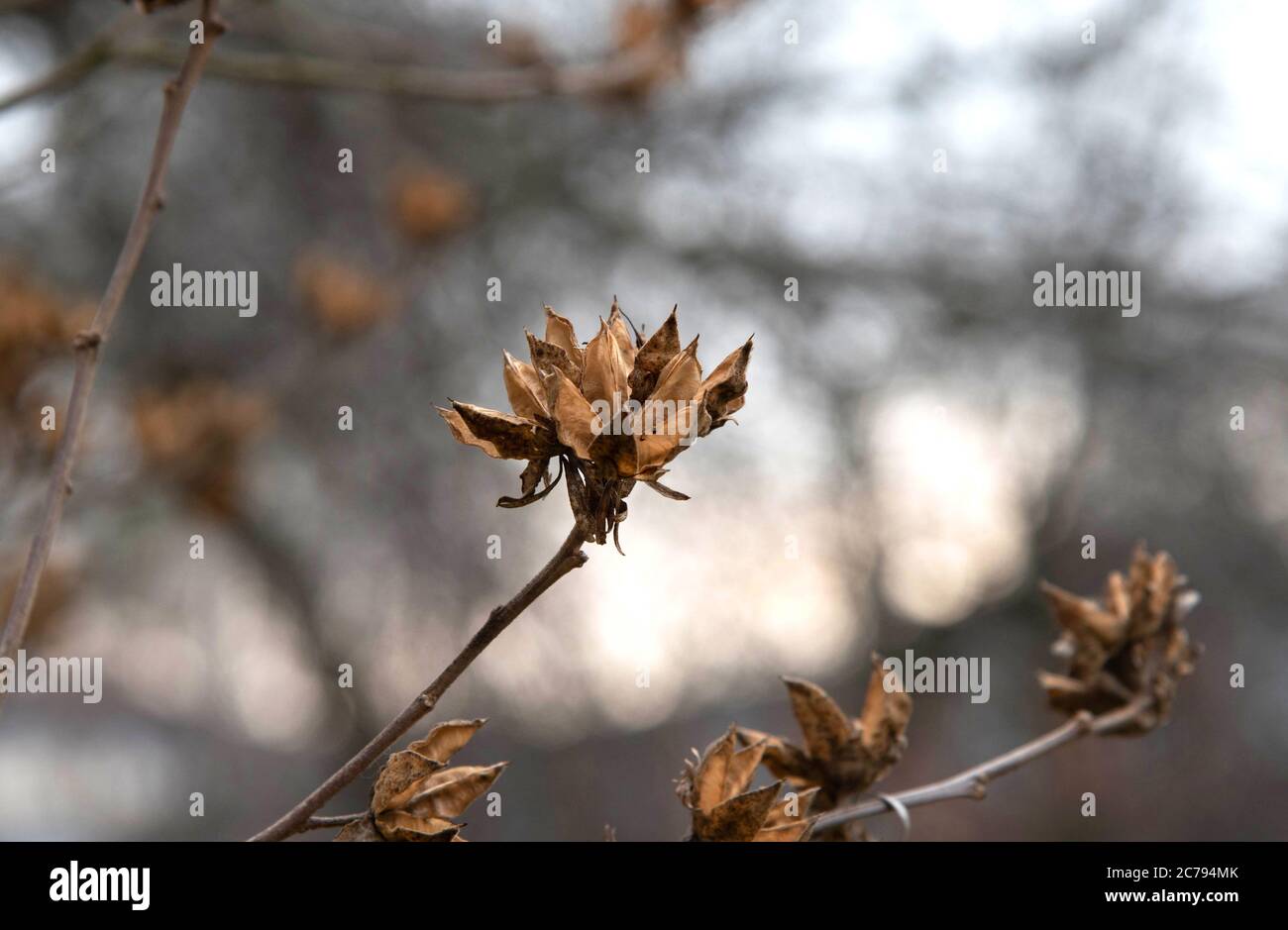 Trockene Hibiskusknospen auf einem Baum. Alternative Medizin. Stockfoto