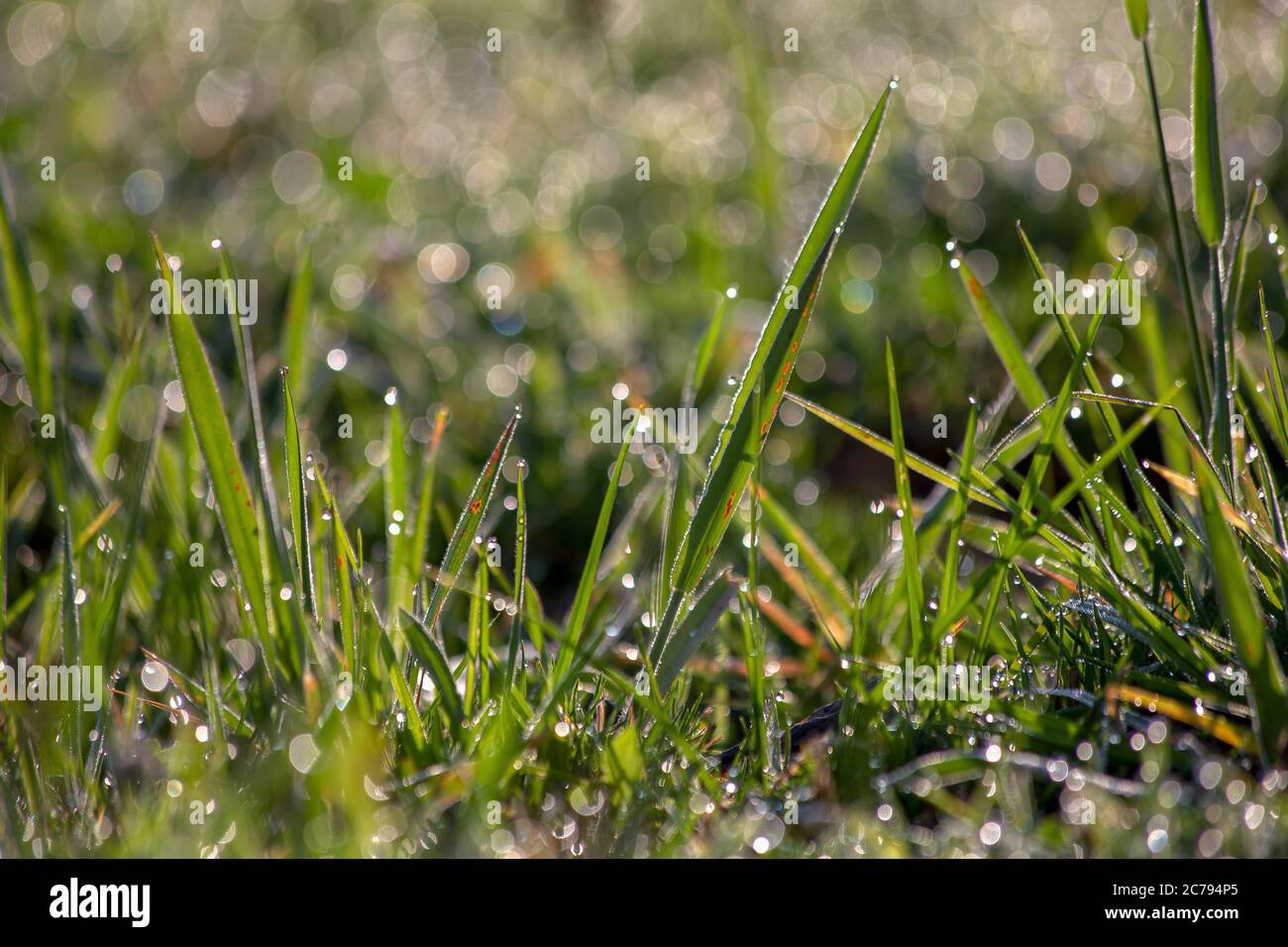 Nahaufnahme von einigen Grasspaten, die mit Regentropfen bedeckt sind. Mit dem Licht der Sonne am frühen Morgen gefangen. Stockfoto