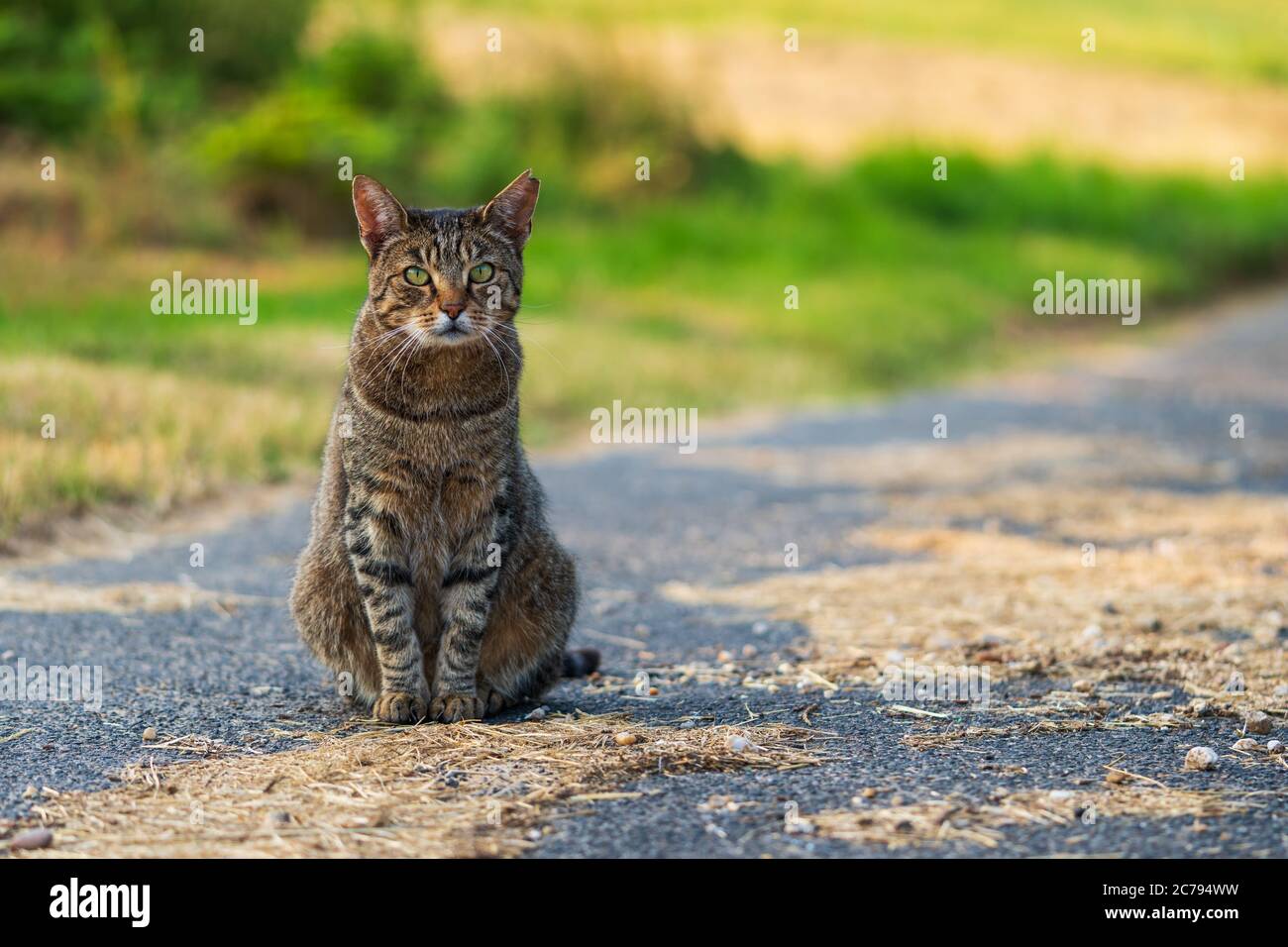 Porträt einer niedlichen streunenden Katze (European Shorthair) mit leuchtend grünen Augen und einem gebissenen Ohr, das auf einer ländlichen Straße sitzt und neugierig auf die Kamera schaut Stockfoto