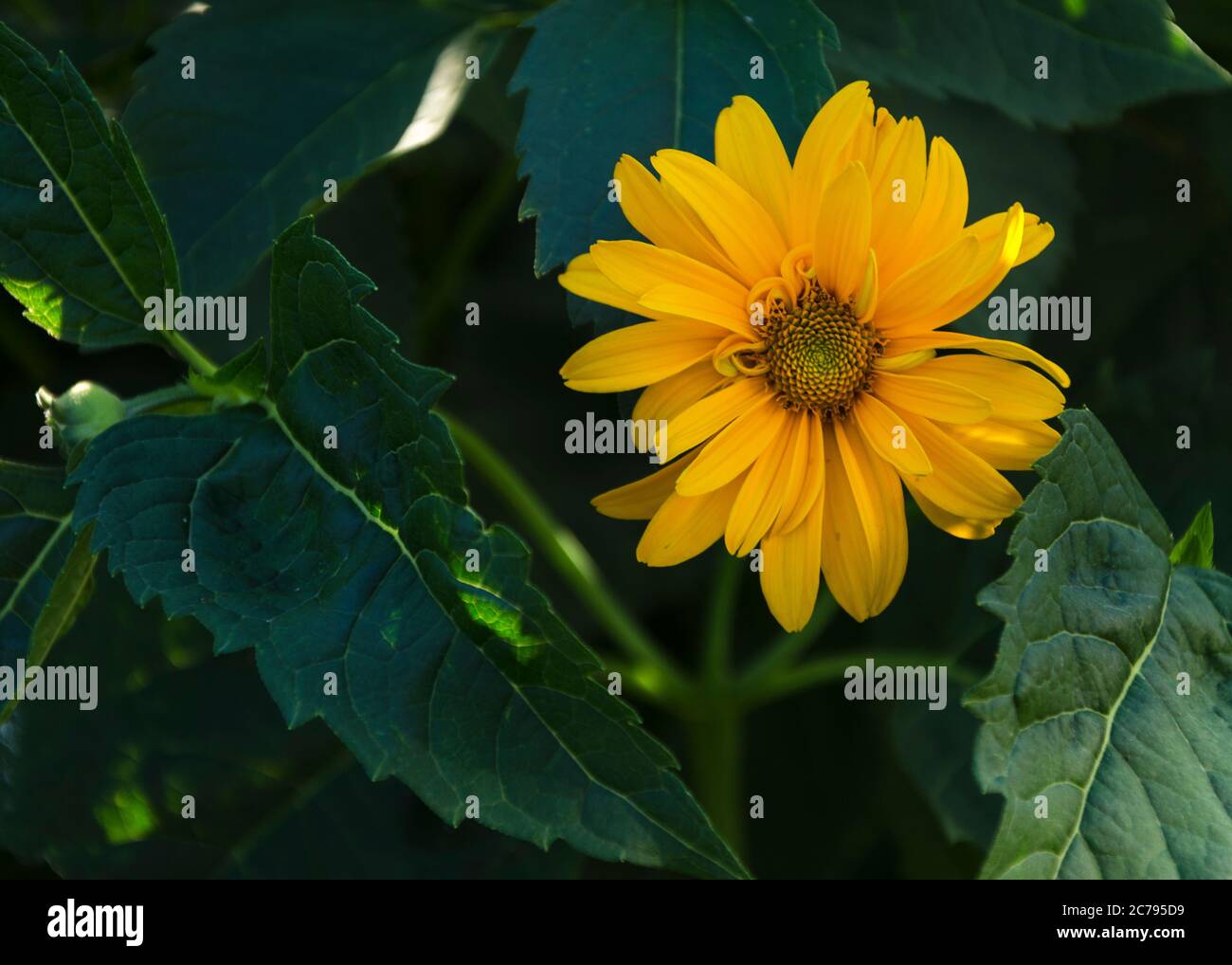 Afrikanische Buschblüte auf einem Busch in voller Blüte 2 Stockfoto