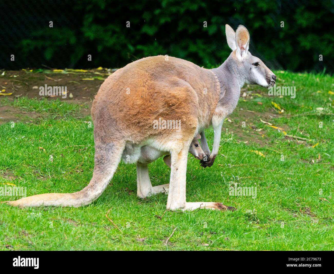 Macropus rufus Rotes Känguru mit Jungtiere in der Tasche Stockfoto