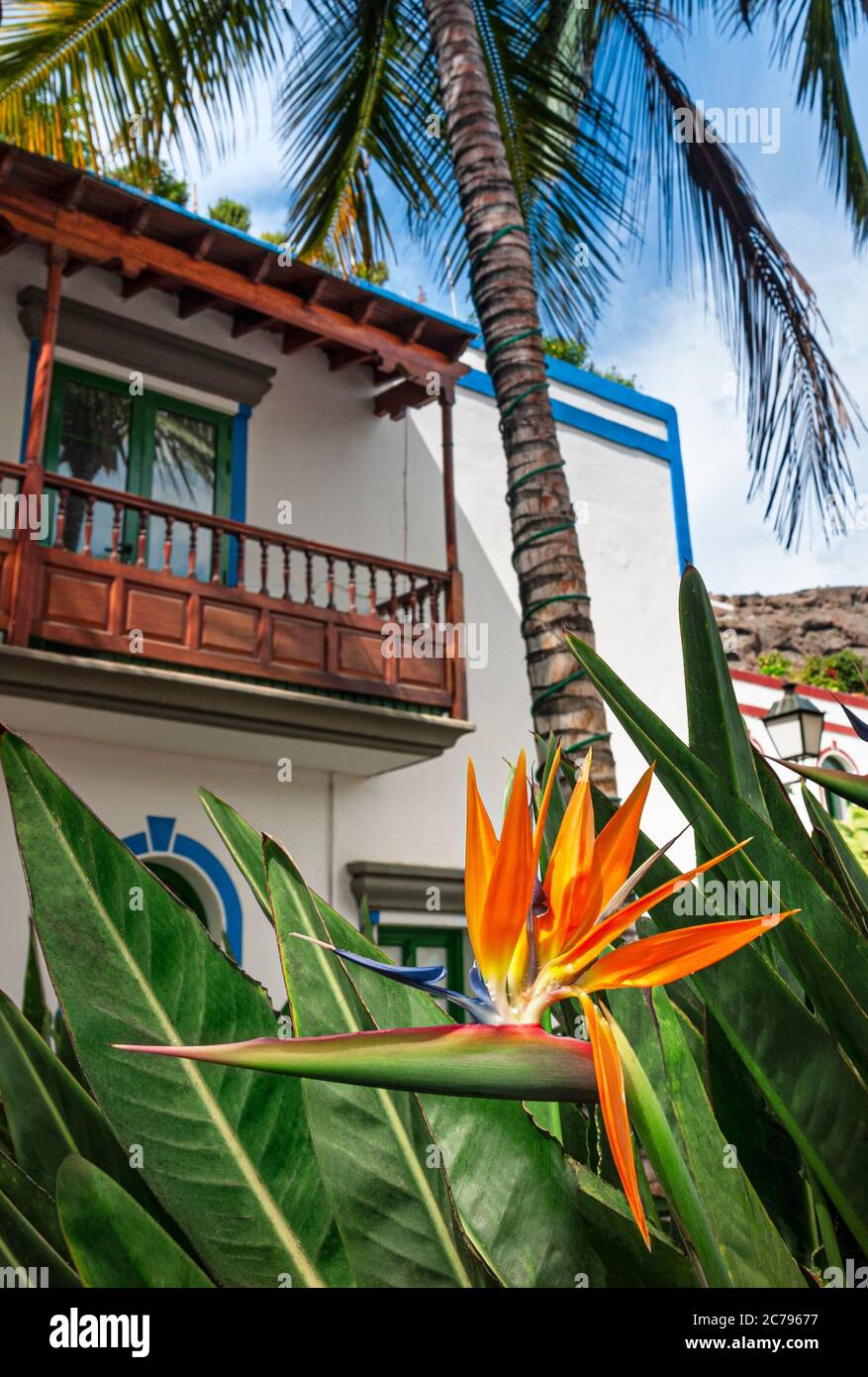 Strelitzia Kanarische Inseln ikonische Blume mit typisch kanarischen Balkon  Ferienwohnung hinter Puerto Mogan Gran Canaria Kanarische Inseln Spanien  Stockfotografie - Alamy