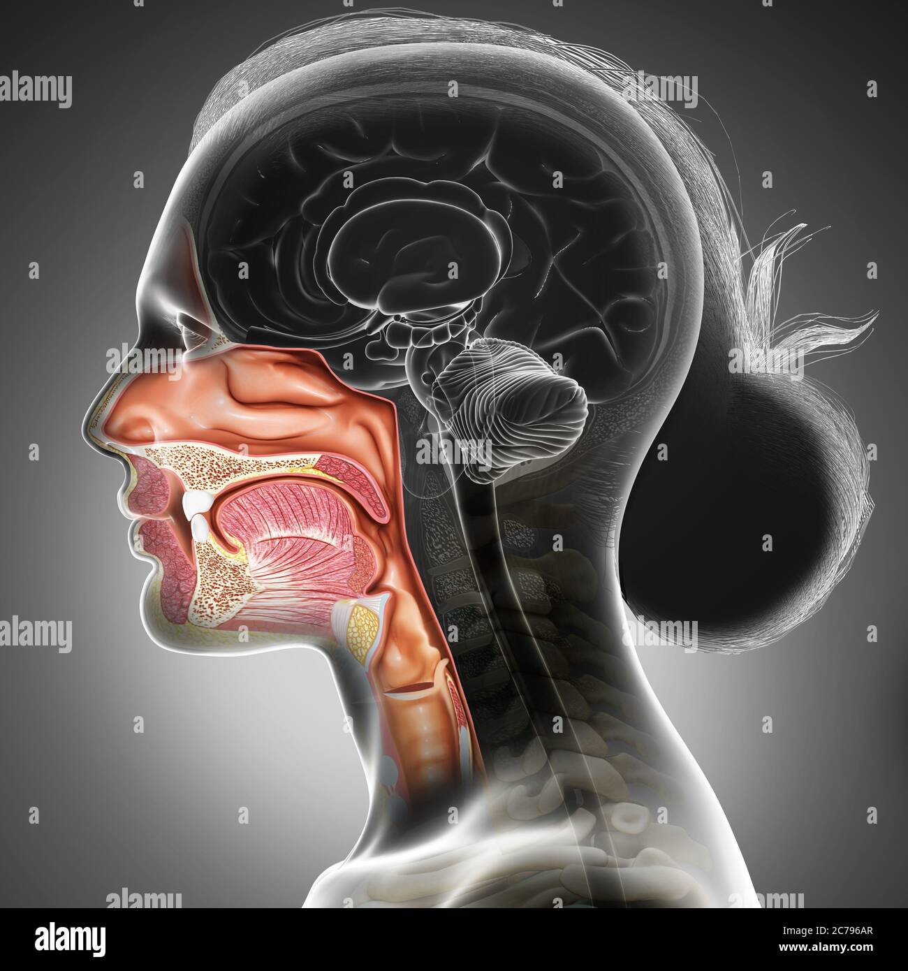 3d gerendert, medizinisch genaue Darstellung der weiblichen Luftröhre und Speiseröhre Anatomie Stockfoto