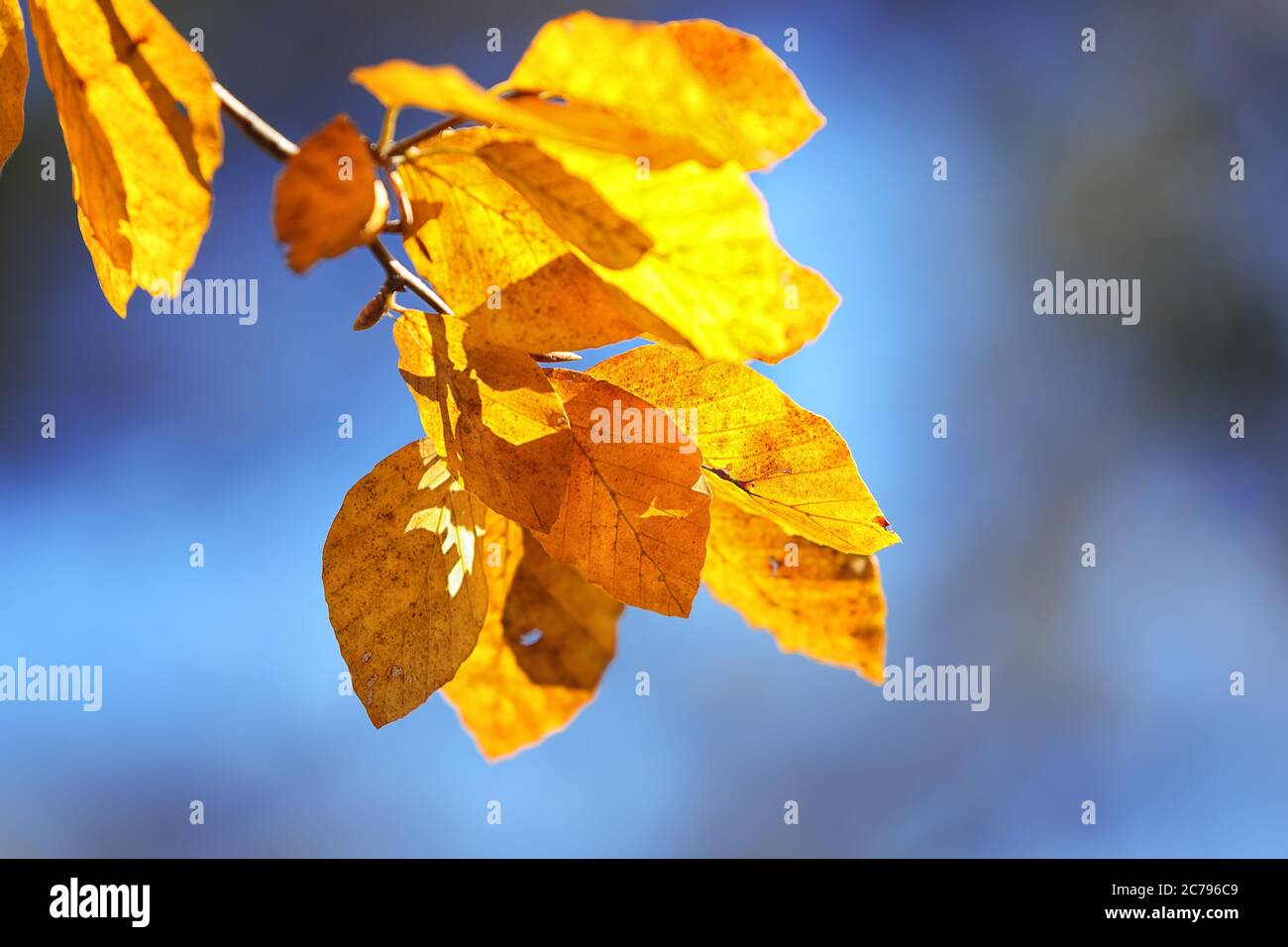 Herbst gelbe Blätter Espe. Herbstzeit. Blauer Himmel Stockfoto