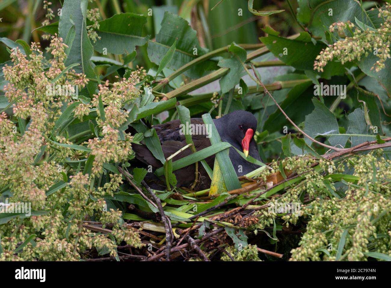 Moorhen Gallinula chloropus, Biegen Blätter, um sein Nest zu verbessern.. West Midlands. Stockfoto