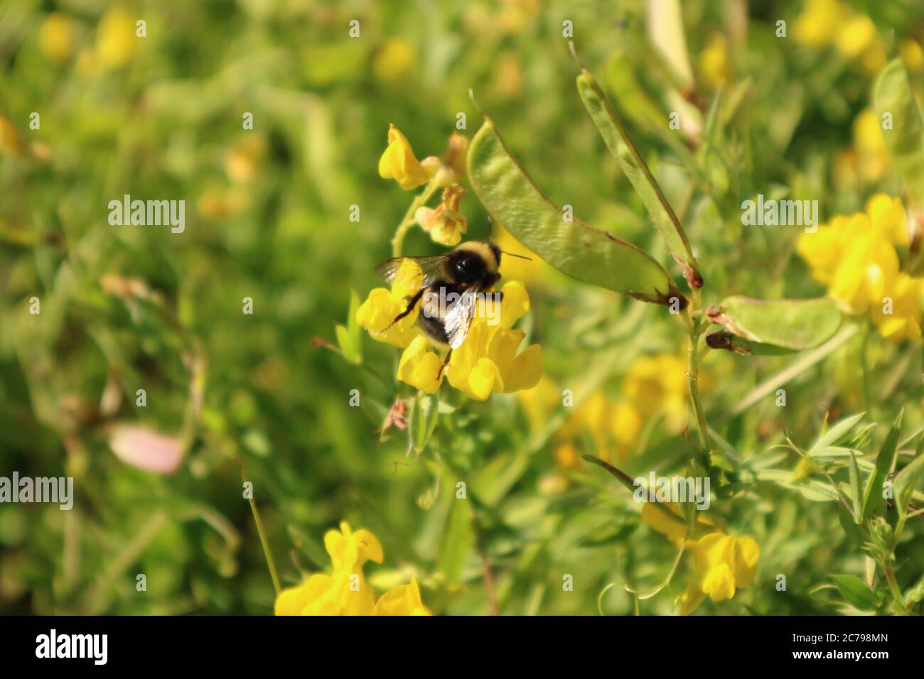 Lathyrus chloranthus aka sweet Pea und ein kleiner Freund, eine Hummel, die die Pflanzen bestäubt. Stockfoto