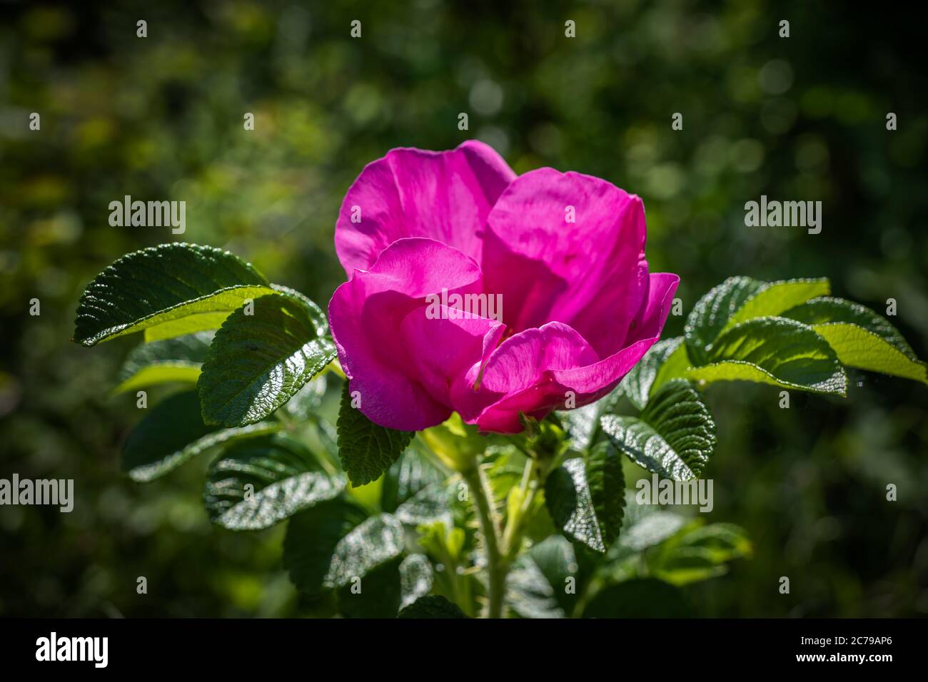 Wilde rosa einzelne Rose blühende Blume von der Sonne beleuchtet. Stockfoto