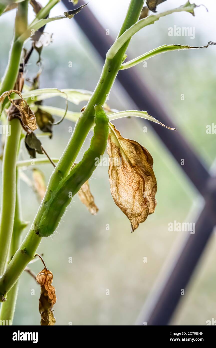 Eine silberne Y Raupe, Autographa gamma, die eine Basilikum-Topfpflanze auf einer Fensterbank frisst. Stockfoto