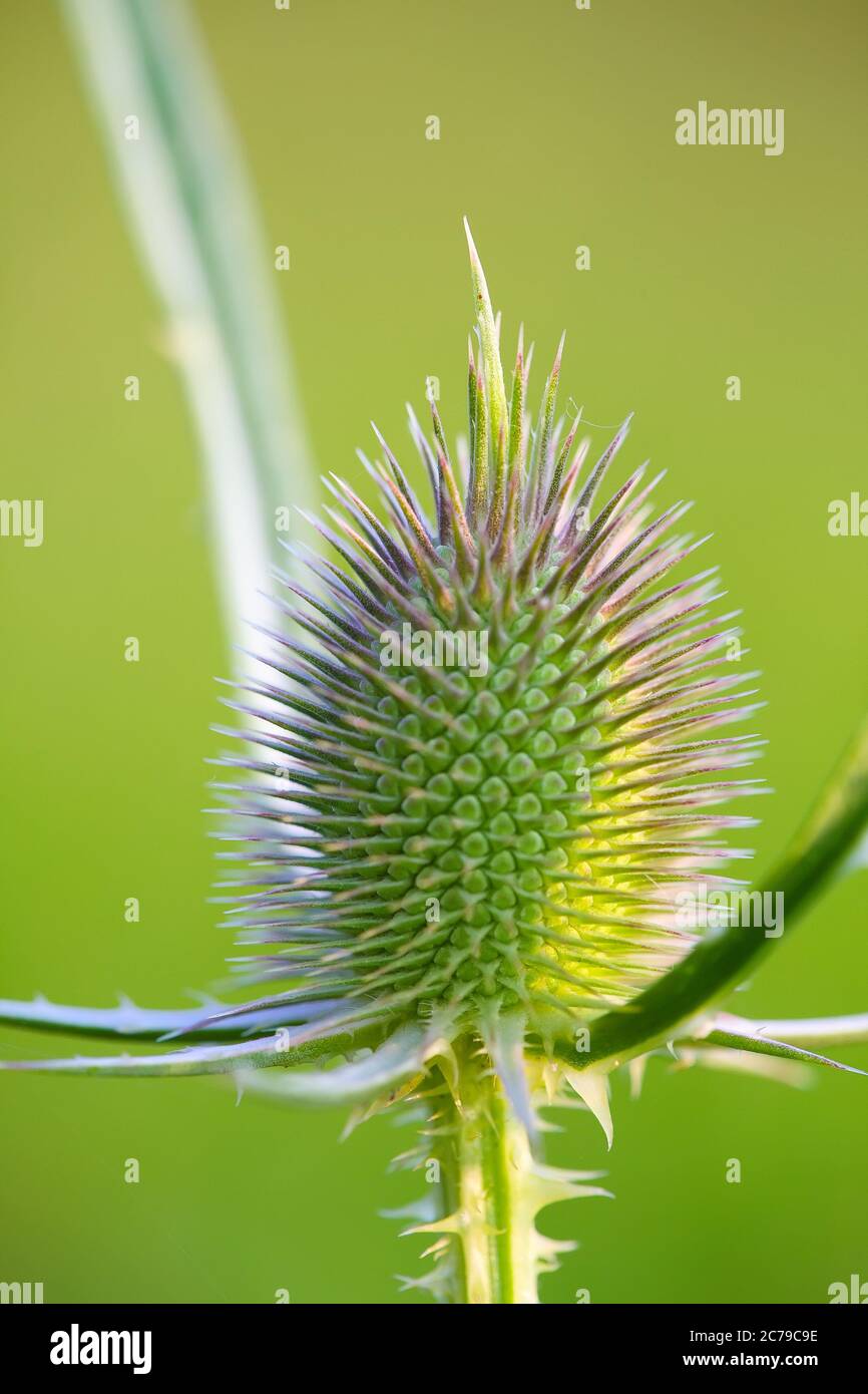 Distel aus wilder Milch. Nahaufnahme. Grüner Hintergrund Stockfoto