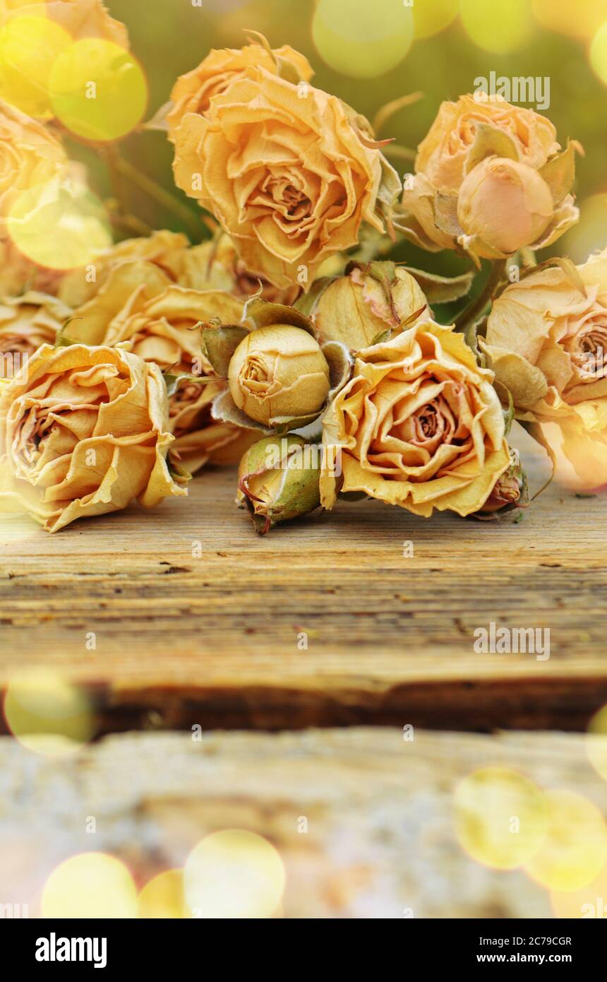 Trockene Rosen auf altem Holzhintergrund. Dead Flowers Konzept. Vergänglichkeit der Jugend und Schönheit Stockfoto