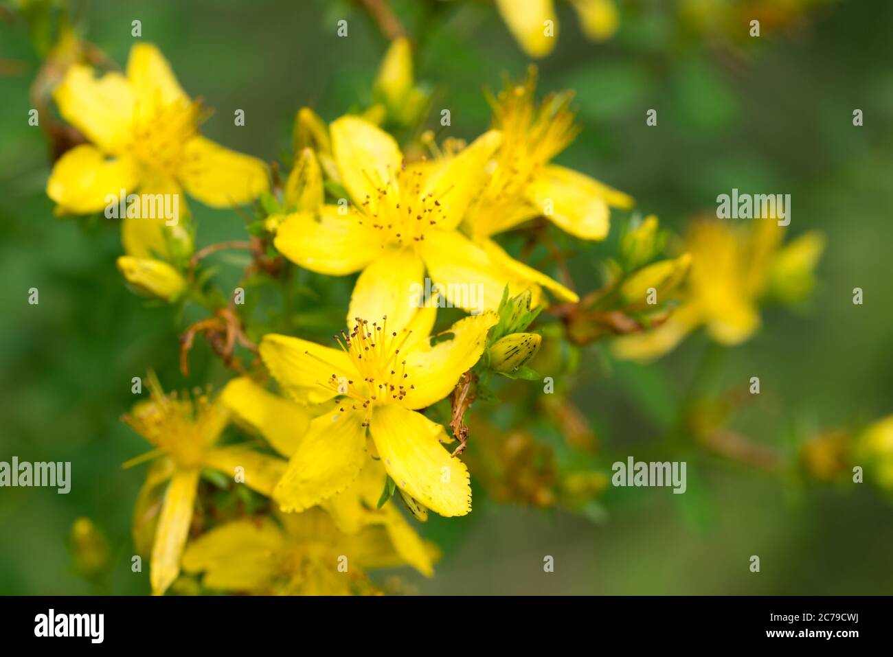 Hypericum perforatum, Johanniskraut, Pflanze gelbe Blüten Makro, selektive Fokus Stockfoto