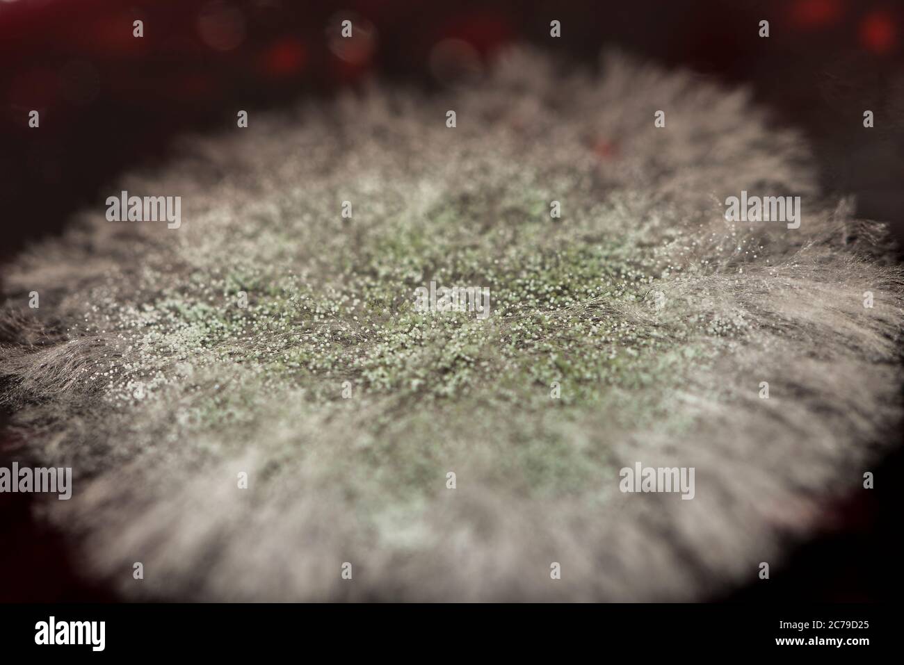 Makroaufnahme der Form. Schimmelsporen in Agar-Agar. Ein Schimmel oder Schimmel ist ein Pilz, der in Form von mehrzelligen Filamenten wächst. Stockfoto