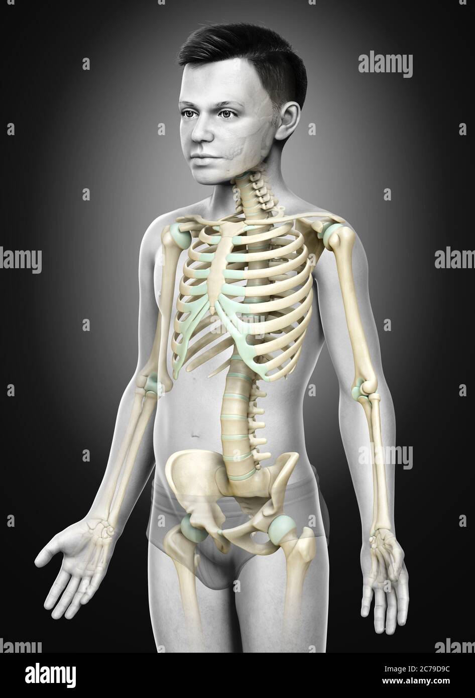 3d gerendert, medizinisch genaue Darstellung eines jungen Skelettsystems Stockfoto