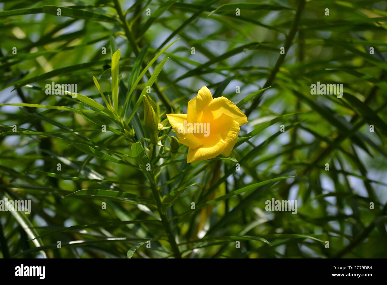 Thevetia peruviana oder gelber Oleander im Garten Stockfoto