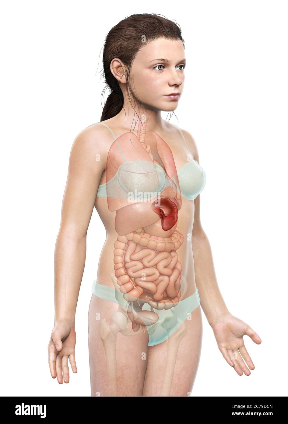 3d gerendert, medizinisch genaue Illustration eines jungen Mädchens Milz Anatomie Stockfoto