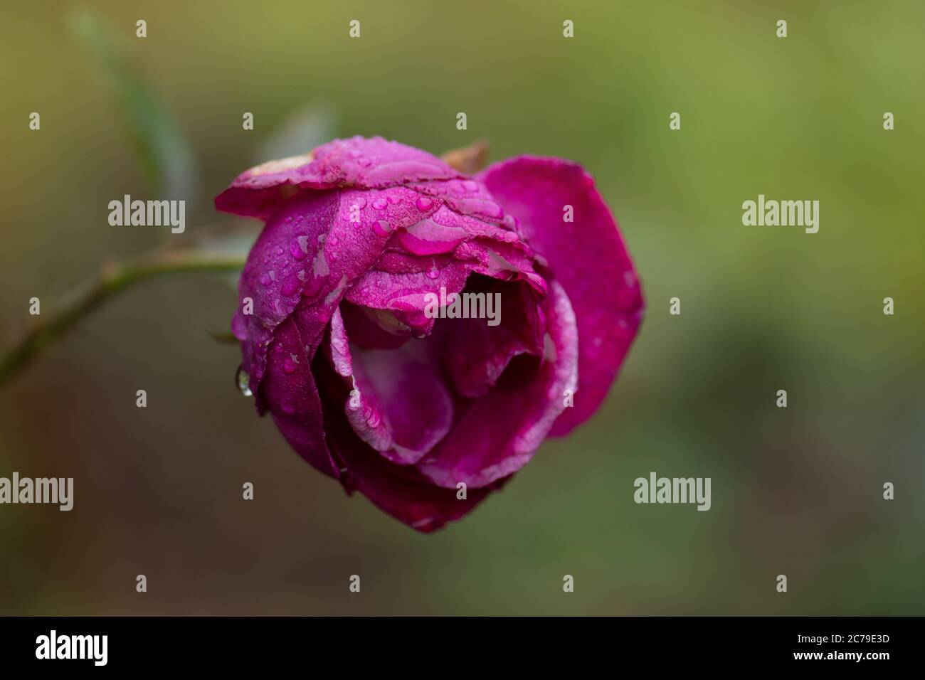 Symbol einer welken weiblichen Schönheit. Verwelkte Rose im Garten. Rosen sterben im Garten Stockfoto