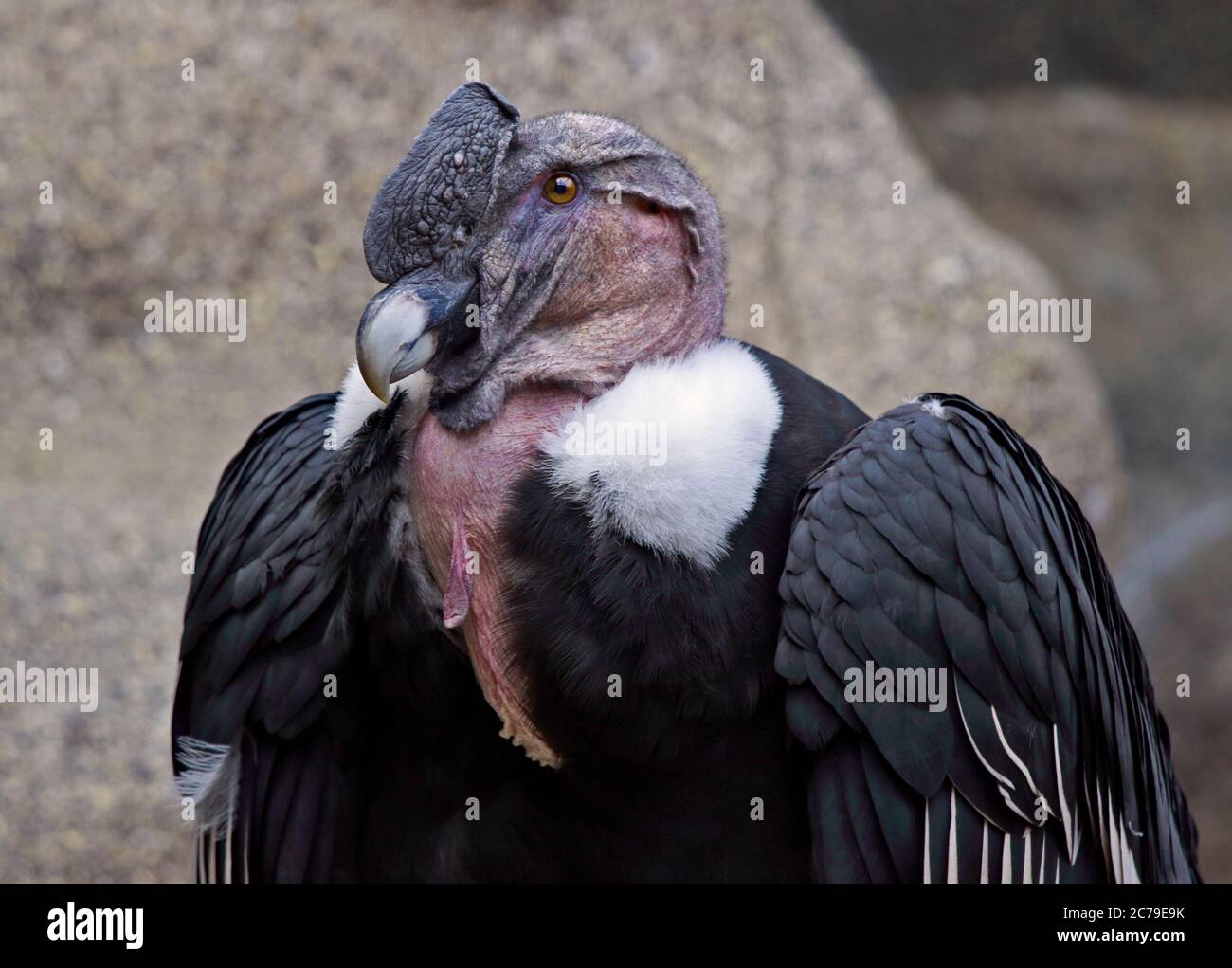 Andenkondor (Vultur Kondor) männlich Stockfoto