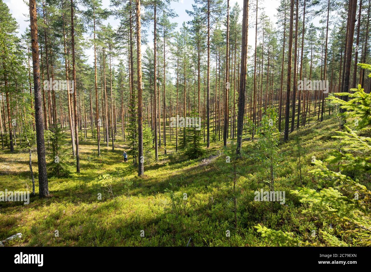 Pinie Taiga Wald ( Pinus Sylvestris ) wächst an Eisesker im Sommer , Finnland Stockfoto