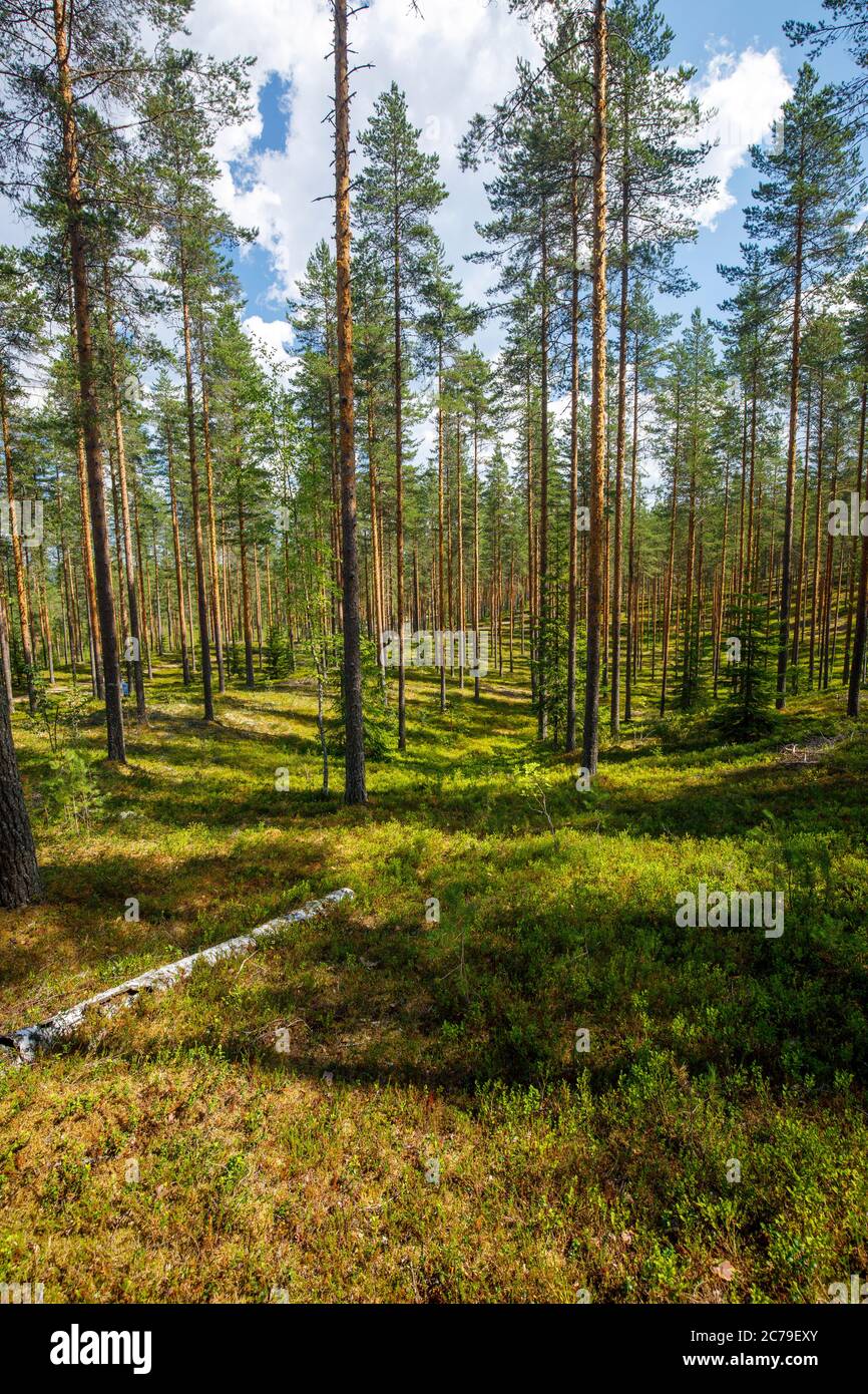 Pinie Taiga Wald ( Pinus Sylvestris ) wächst an Eisesker im Sommer , Finnland Stockfoto