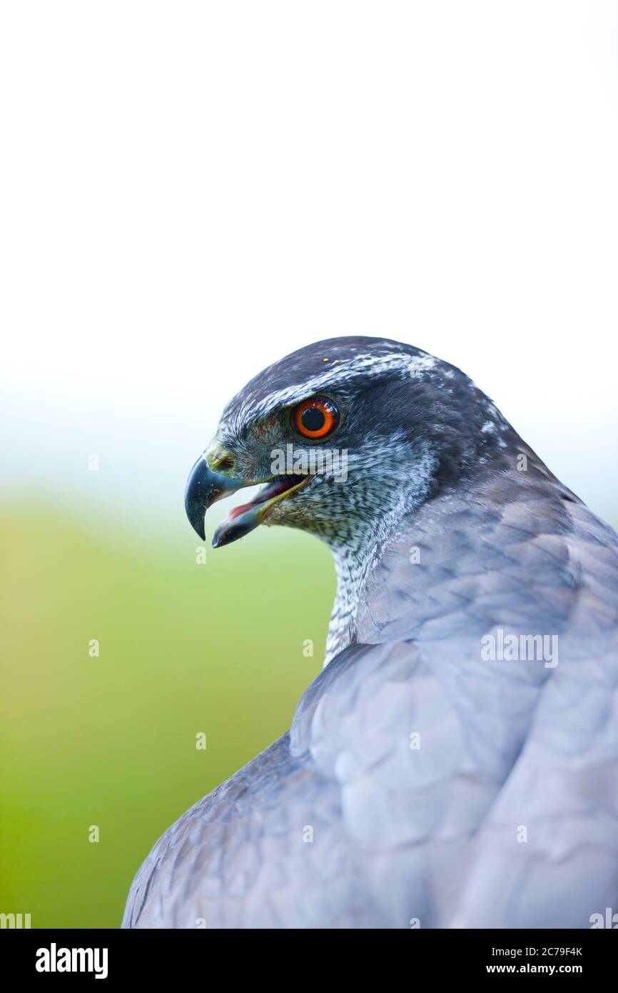NÖRDLICHER HABICHT - AZOR COMUN (Accipiter gentilis) Stockfoto