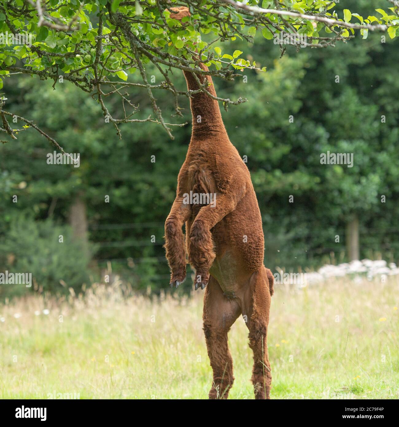 Alpaca, Vicugna pacos Stockfoto