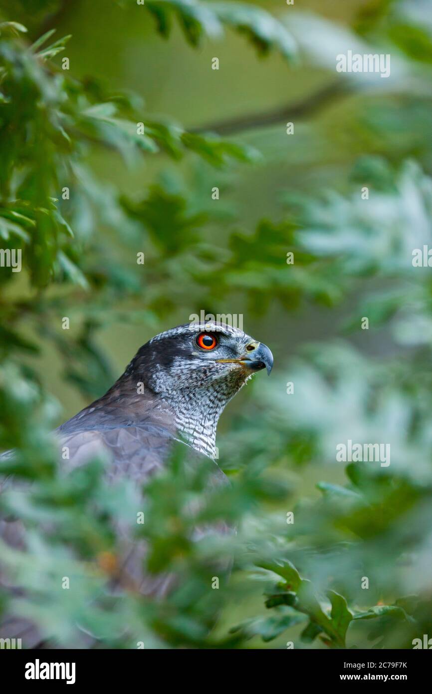 NÖRDLICHER HABICHT - AZOR COMUN (Accipiter gentilis) Stockfoto